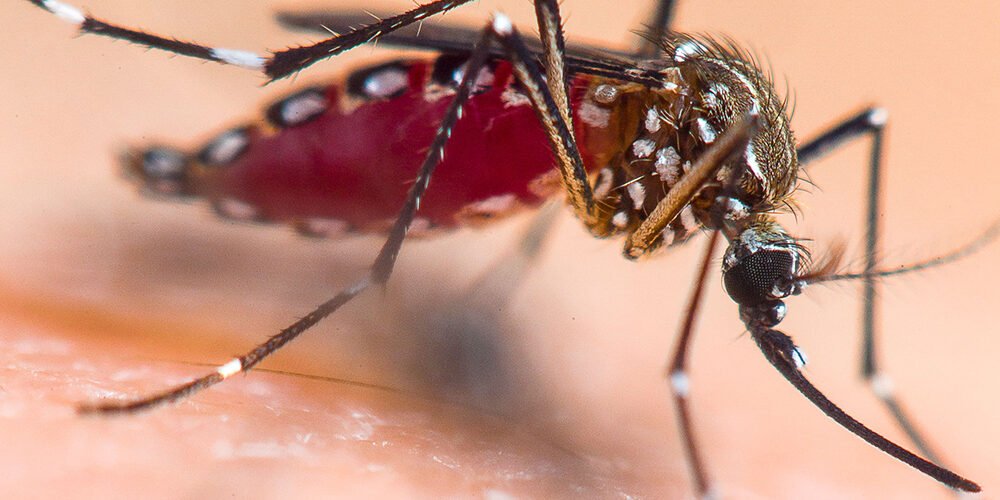 mosquito-closeup