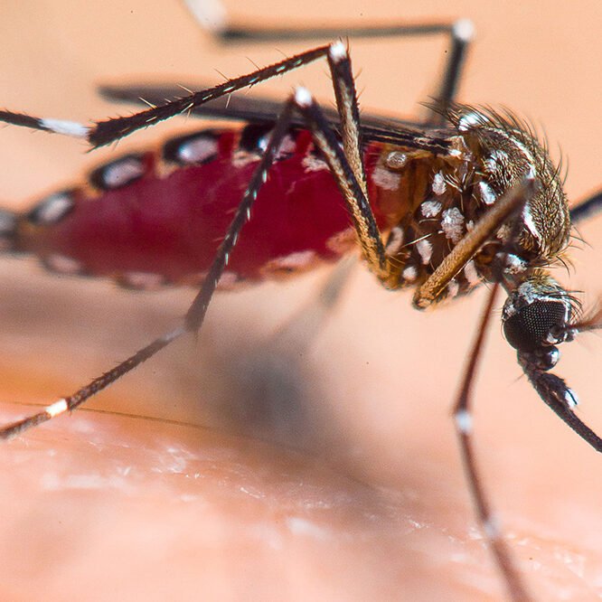 mosquito-closeup